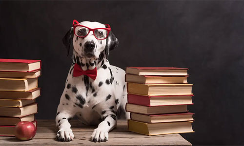 ¿Cuáles son los perros más inteligentes del mundo? 10 razas que se llevan el premio mayor