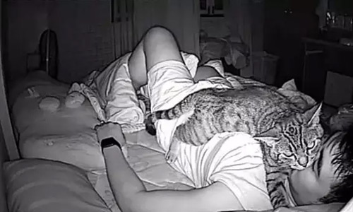 Gato asfixiaba a su dueño por las noches