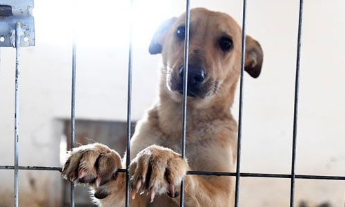 ¿Cómo denunciar el MALTRATO ANIMAL en Guatemala?